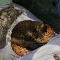 Photo #191491 de Cybelle