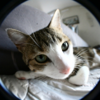 Photo #191494 de Simba