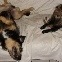 Photo #191495 de Cybelle