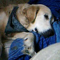 Photo #191550 de Tiboy