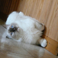 Photo #191557 de Dundee