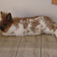Photo #191579 de Noisette
