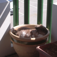 Photo #191582 de Noisette