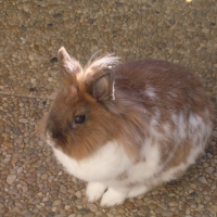 Photo #191585 de Noisette