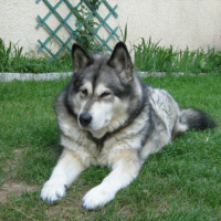Photo #191623 de Oxa (exotic dream of keemas wolf pak)