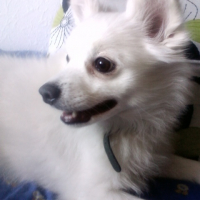 Photo #191639 de Prince