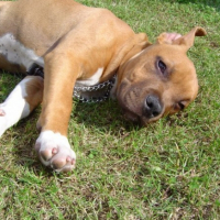 Photo #191643 de Duncan of the upperstaff kennel