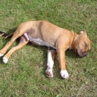 Photo #191650 de Duncan of the upperstaff kennel