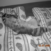 Photo #191796 de Morice
