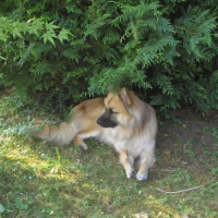 Photo #191814 de Domino