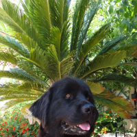 Photo #191820 de Caline