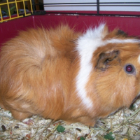 Photo #191833 de Pearl