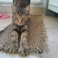Photo #191855 de Chipie