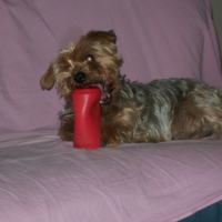 Photo #191863 de Anakin