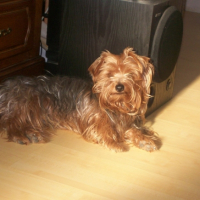 Photo #191866 de Anakin