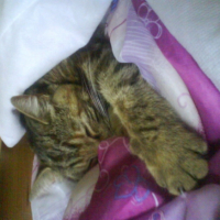 Photo #191867 de Chipie