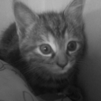 Photo #191870 de Chipie