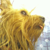 Agathe_q_saca_la_lengua