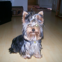 Photo #191897 de Crystal