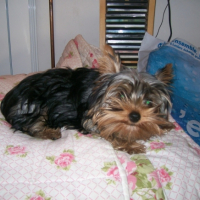 Photo #191898 de Crystal