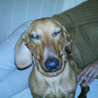 Photo #191905 de Bakhi