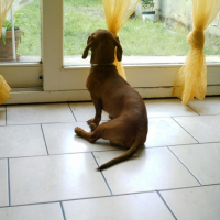 Photo #191906 de Bakhi
