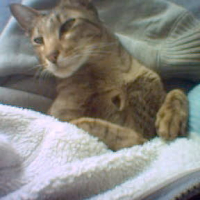 Photo #191934 de Yoda