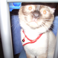 Photo #191941 de Boubouille