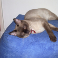 Photo #191943 de Boubouille