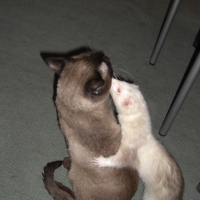 Photo #191946 de Boubouille