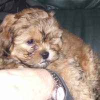Photo #191961 de Calya
