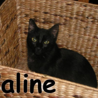 Photo #191968 de Caline