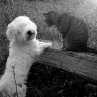 Photo #192031 de Denka
