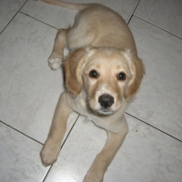 Photo #192054 de Cookie