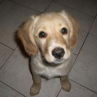 Photo #192059 de Cookie