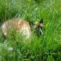 Photo #192080 de Fripon