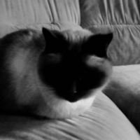 Photo #192100 de Fripon