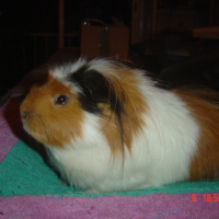 Photo #192110 de Mulder