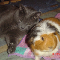 Photo #192113 de Mulder