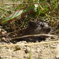 Photo #192120 de Tipoune