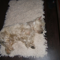 Photo #192129 de Guiness