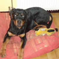 Photo #192174 de Banbo