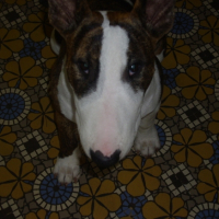 Photo #192186 de Louna 