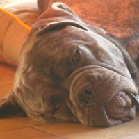 Photo #192197 de Attila