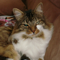 Photo #192199 de Snif