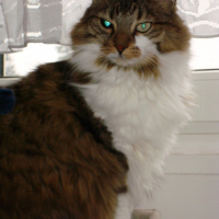 Photo #192201 de Snif