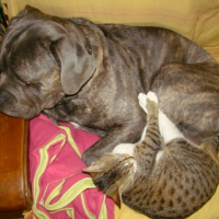Photo #192203 de Attila