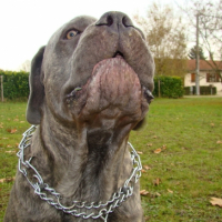 Photo #192204 de Attila