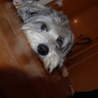 Photo #192209 de Enzo