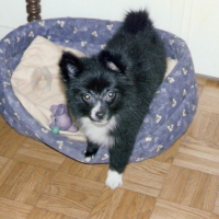 Photo #192234 de Marquise